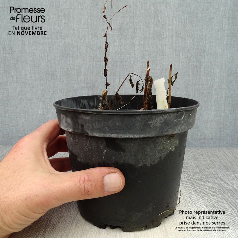 Example of Immenblatt Alba - Melittis melissophyllum Topf mit 2L/3L as you get in automne