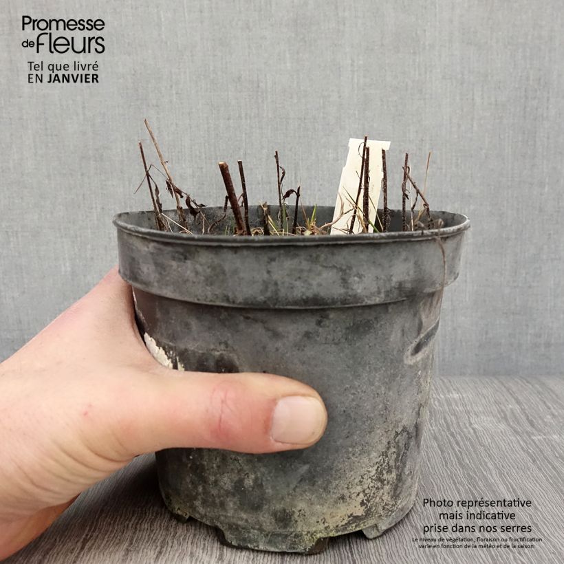 Exemplar von Immenblatt Alba - Melittis melissophyllum Topf mit 2L/3L wie im Winter geliefert