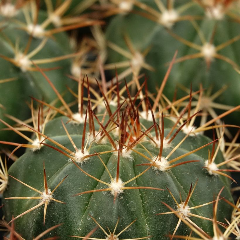 Melonenkaktus - Melocactus azureus (Laub)