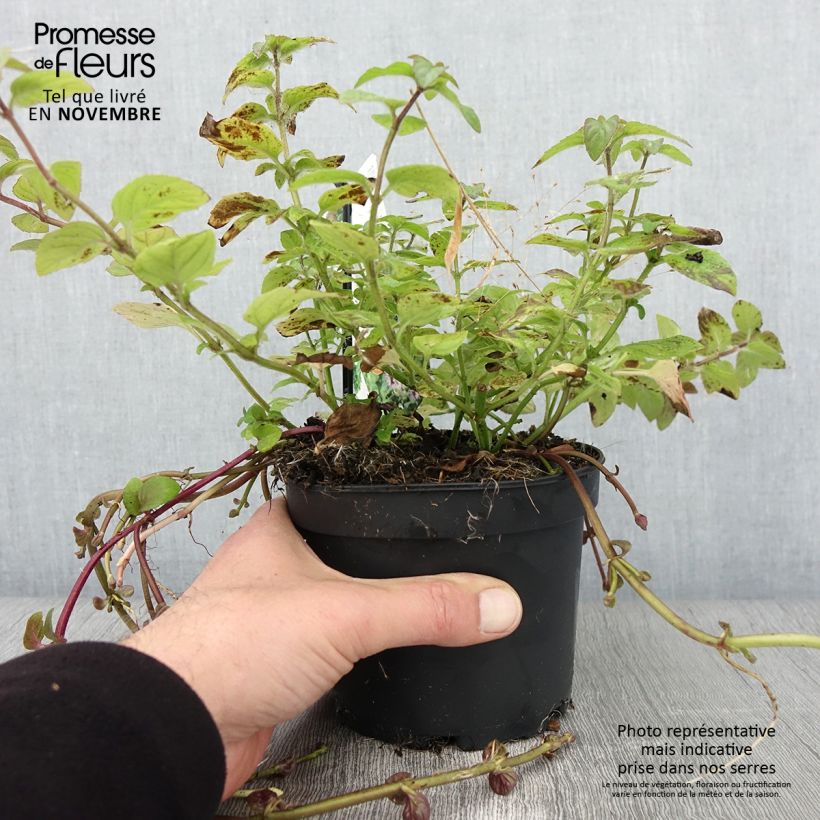 Example of Wasser-Minze - Mentha aquatica Topf mit 1,5L/2L as you get in automne