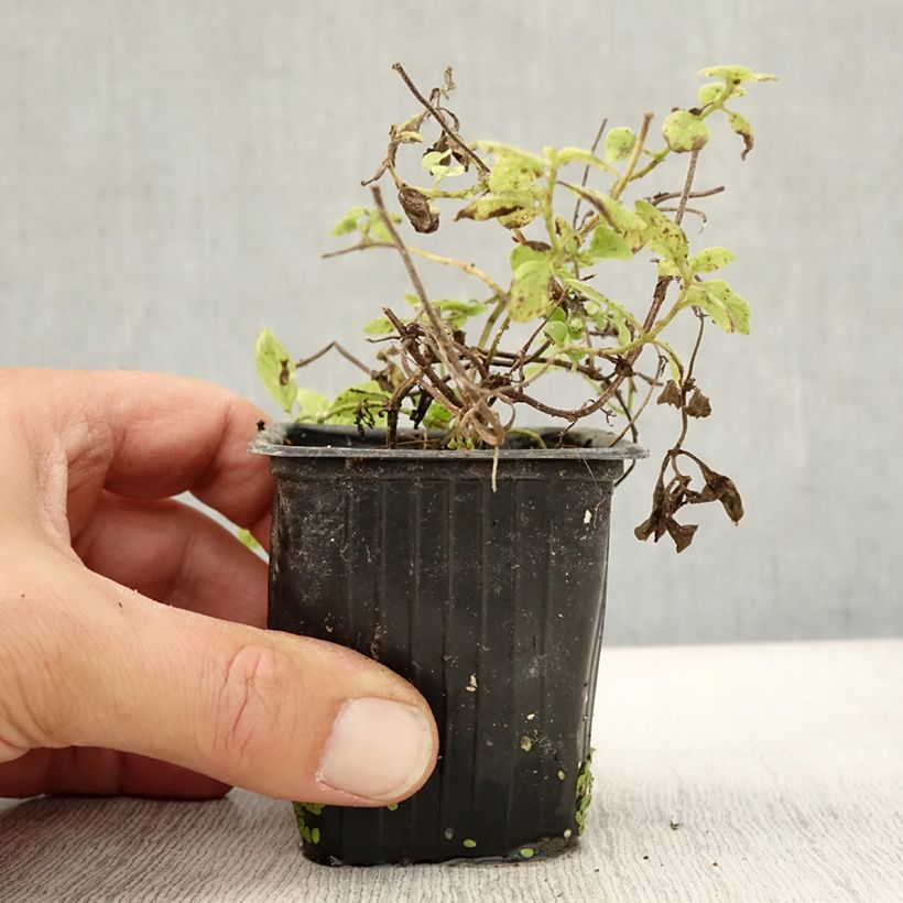 Example of Acker-Minze Banana Bio - Mentha arvensis Kleine Töpfe von 8/9 cm as you get in automne
