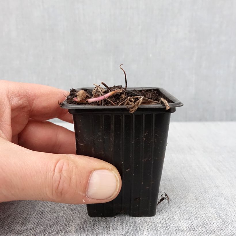 Exemplar von Acker-Minze Banana Bio - Mentha arvensis Kleine Töpfe von 8/9 cm wie im Winter geliefert