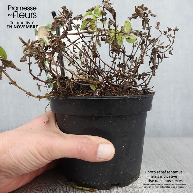 Example of Acker-Minze Banana - Mentha arvensis Topf mit 1,5L/2L as you get in automne