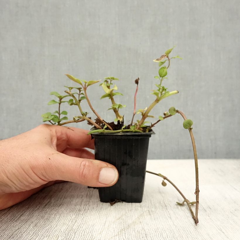 Example of Zitronen-Minze Bergamote - Mentha citrata Kleine Töpfe von 8/9 cm as you get in automne
