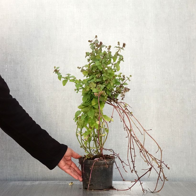Example of Zitronen-Minze Bergamote - Mentha citrata Topf mit 2L/3L as you get in automne