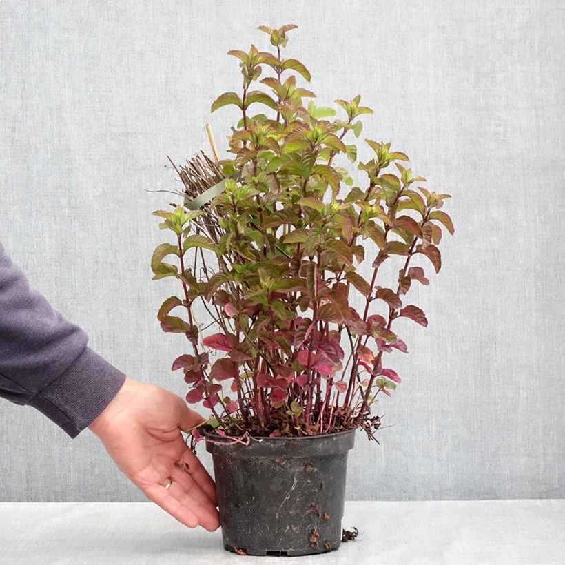 Exemplar von Zitronen-Minze Bergamote - Mentha citrata Topf mit 2L/3L wie im Frühjahr geliefert