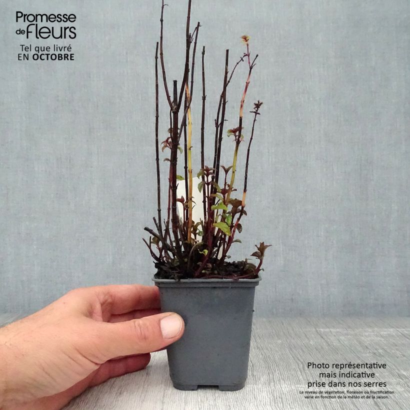 Example of Pfefferminze Citrata - Mentha x piperita Kleine Töpfe von 8/9 cm as you get in automne