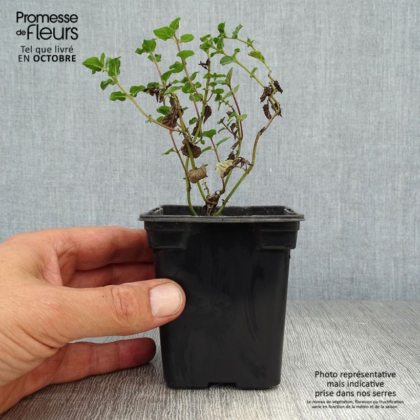 Example of Pfefferminze officinalis Alba - Mentha piperata Kleine Töpfe von 8/9 cm as you get in automne