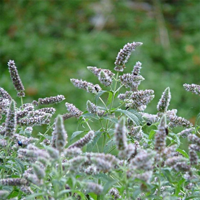 Buddleia Minze - Mentha buddleiana (Flowering)