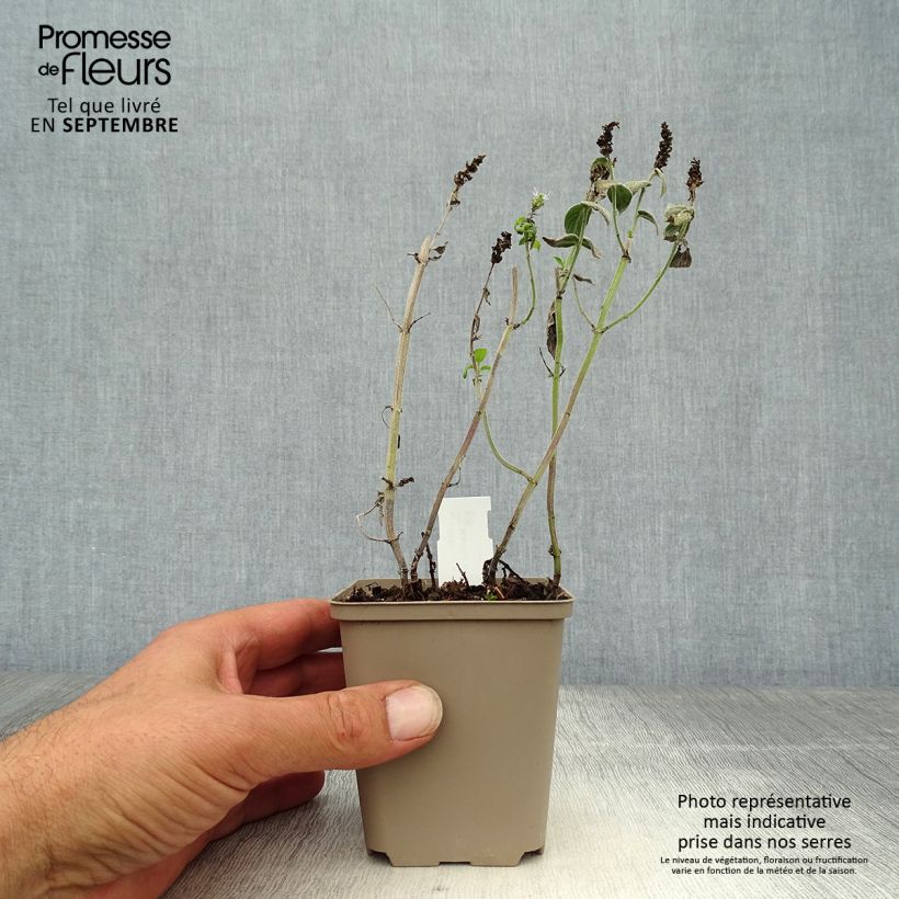 Example of Buddleia Minze - Mentha buddleiana Kleine Töpfe von 8/9 cm as you get in automne