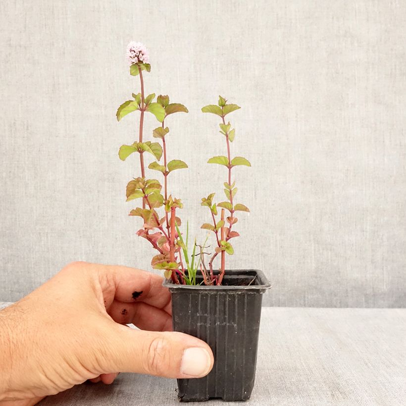 Example of Pfefferminze chartreuse - Mentha piperita Kleine Töpfe von 8/9 cm as you get in ete