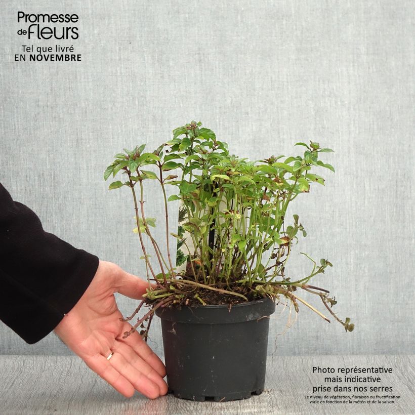 Example of Pfefferminze schocominze - Mentha piperita Topf mit 1,5L/2L as you get in automne
