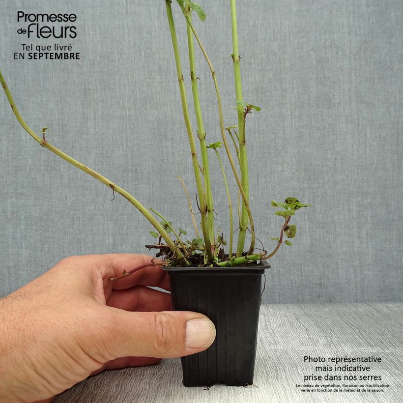 Example of Zitronen-Minze - Mentha citrata Kleine Töpfe von 8/9 cm as you get in automne