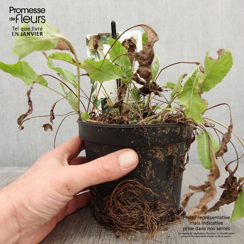 Exemplar von Marienblatt - Tanacetum balsamita Topf mit 1,5L/2L wie im Winter geliefert