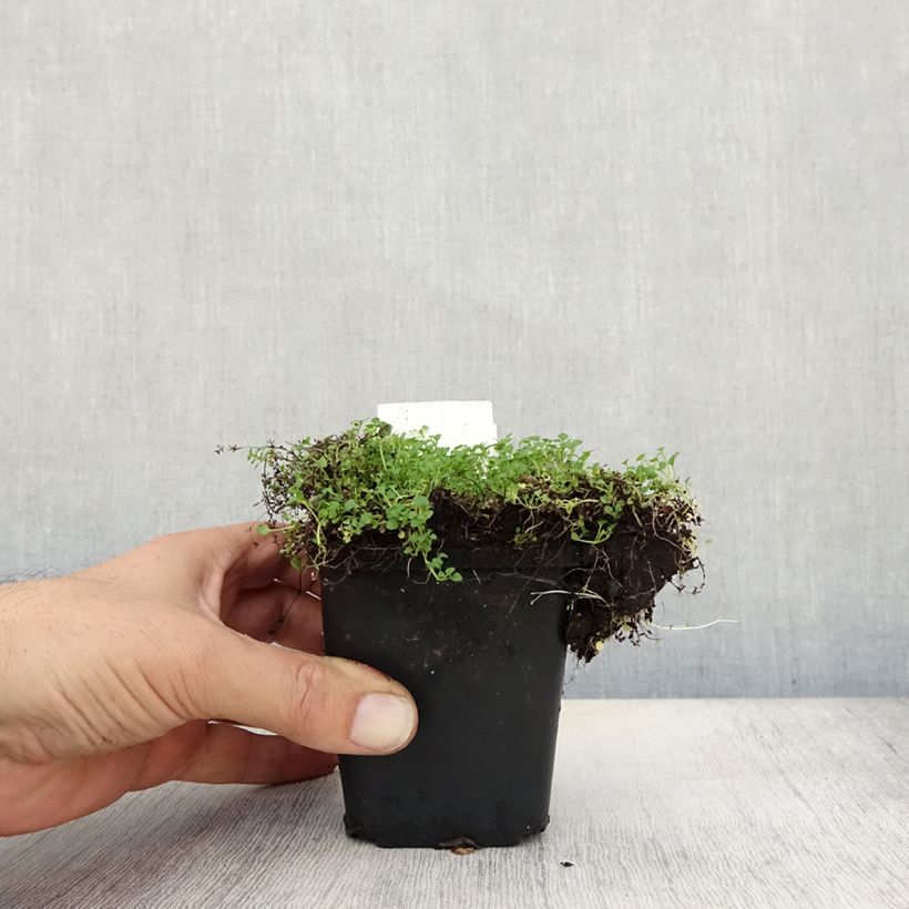 Example of Korsische Minze - Mentha requienii Kleine Töpfe von 8/9 cm as you get in automne