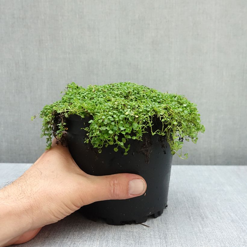 Exemplar von Korsische Minze - Mentha requienii Topf mit 2L/3L wie im Herbst geliefert