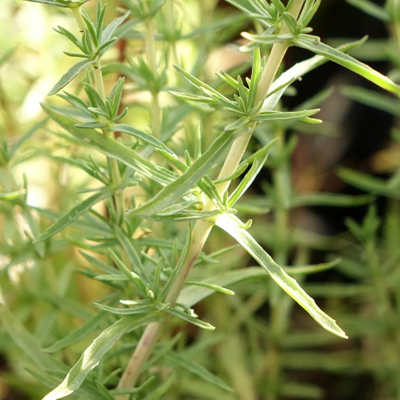 Hirsch-Minze - Mentha cervina (Foliage)
