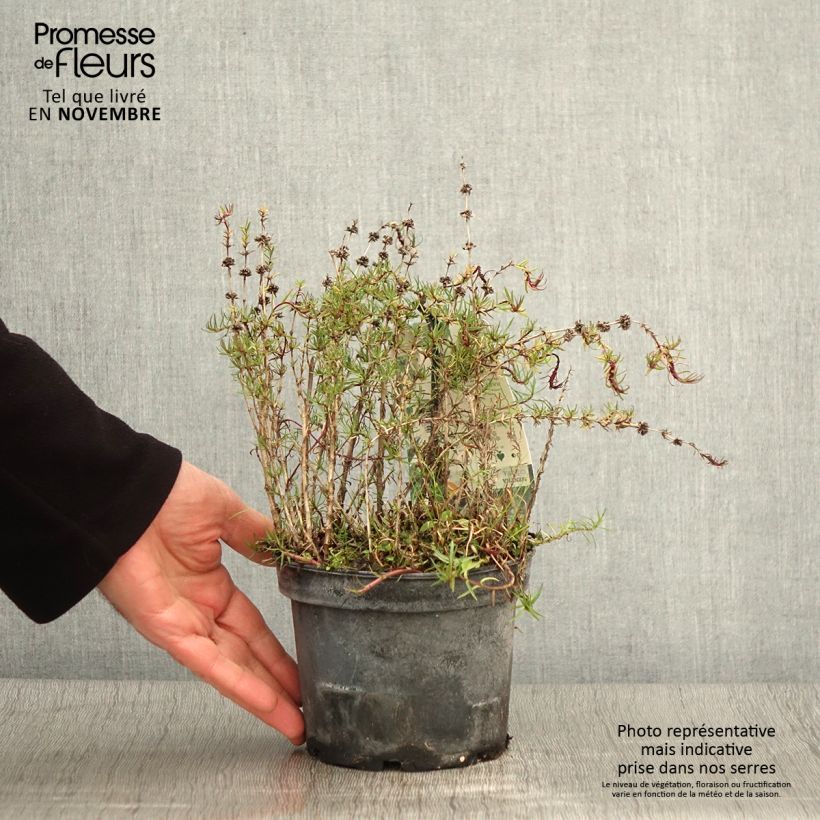 Example of Hirsch-Minze - Mentha cervina Topf mit 1,5L/2L as you get in automne