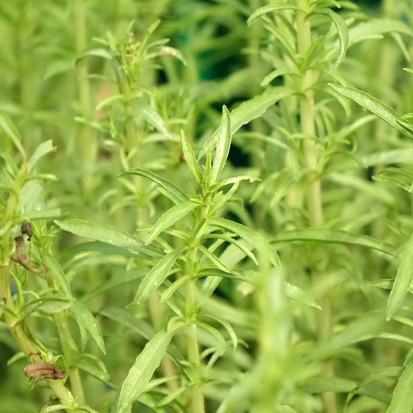 Hirsch-Minze Alba - Mentha cervina (Foliage)