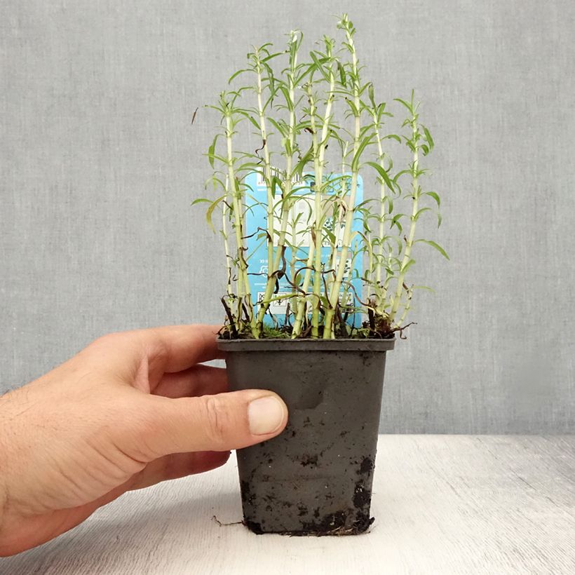 Example of Hirsch-Minze Alba - Mentha cervina Kleine Töpfe von 8/9 cm as you get in ete