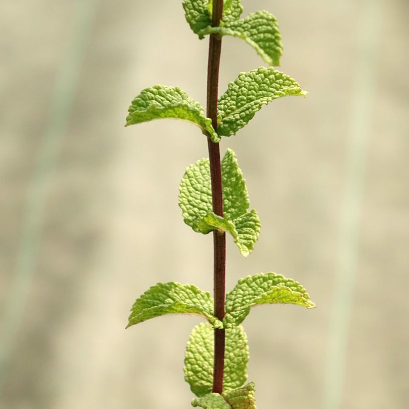 Spanische Minze - Mentha espagnole (Foliage)