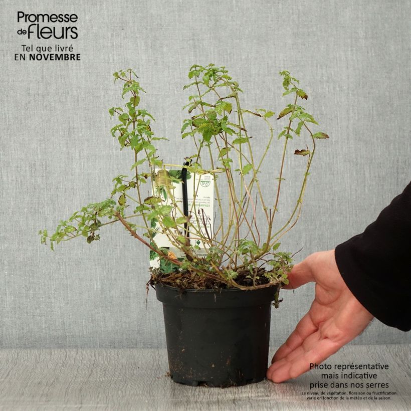 Example of Ähren-Minze Fraise - Mentha spicata Topf mit 1,5L/2L as you get in automne