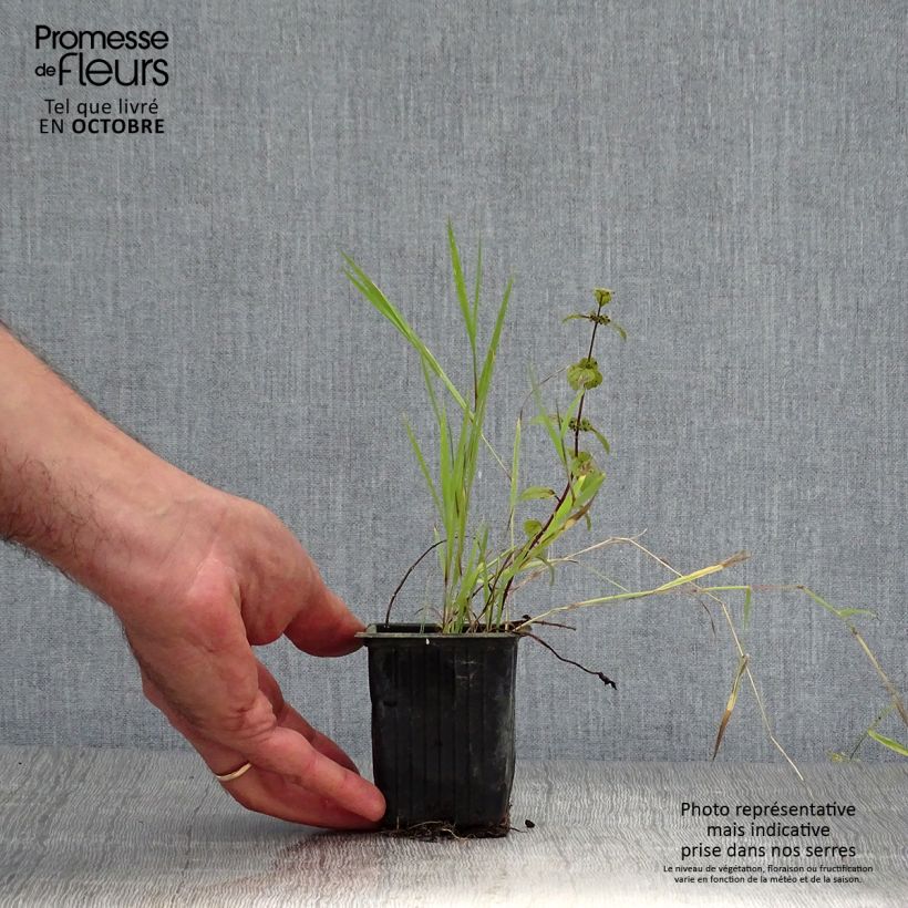 Example of Pfefferminze Ginger Bio - Mentha piperita Kleine Töpfe von 7/8 cm as you get in automne