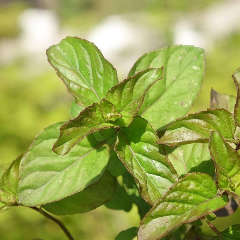 Zitronen-Minze Goût d'Orange bio - Mentha citrata (Foliage)