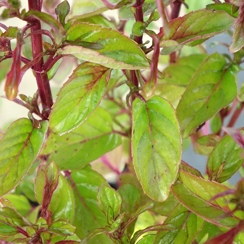 Zitronen-Minze Goût d'Orange - Mentha citrata (Foliage)