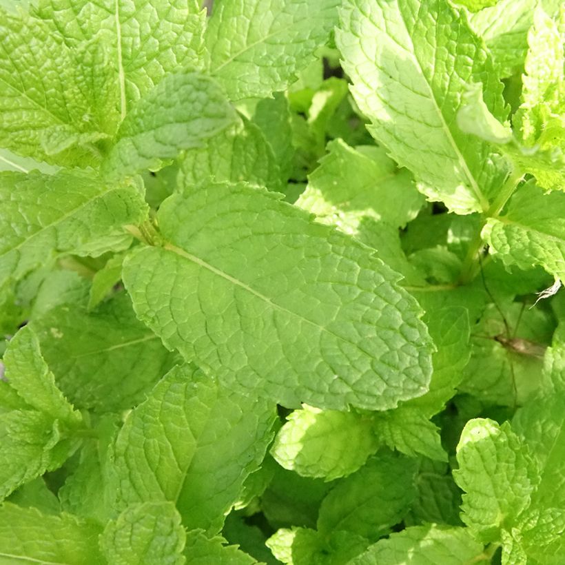 Ähren-Minze Nannah Bio - Mentha spicata (Foliage)