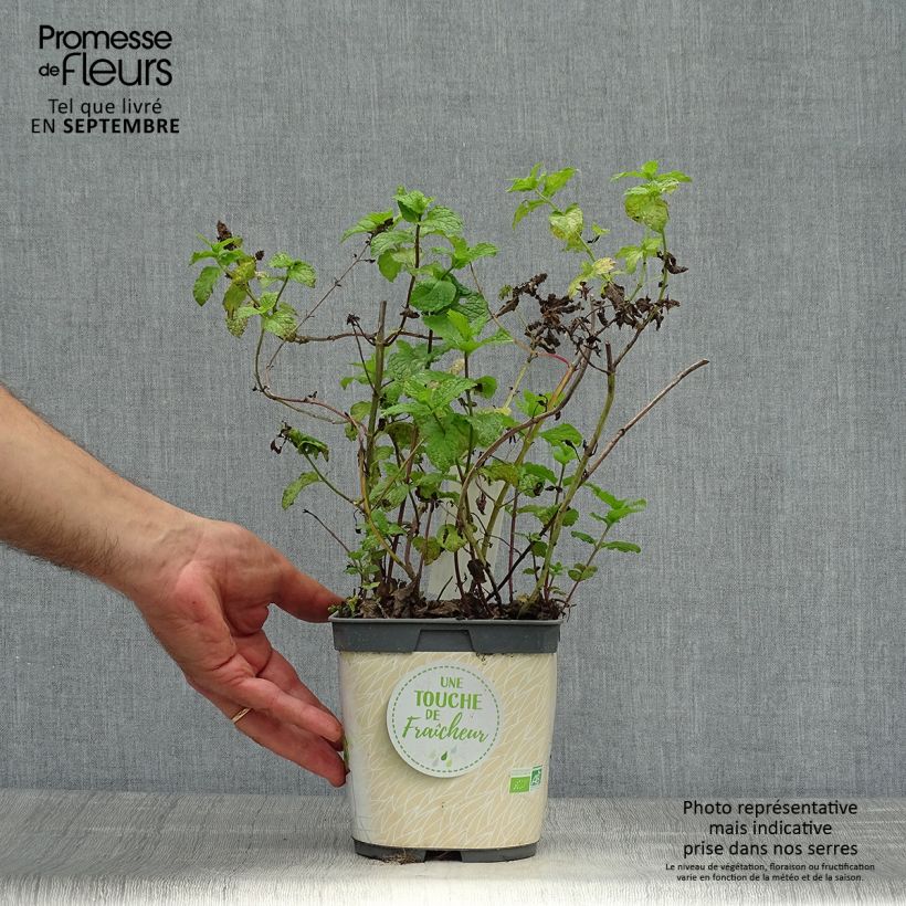 Example of Ähren-Minze Nannah Bio - Mentha spicata Topf mit 1L/1,5L as you get in automne