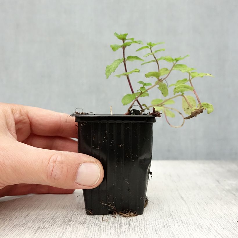 Example of Hemingway-Mint Mojito - Mentha hemingwayensis Kleine Töpfe von 7/8 cm as you get in automne
