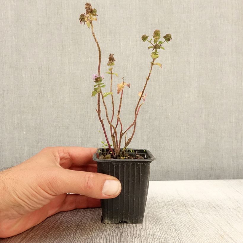 Example of Zitronen-Minze Grapefruit - Mentha citrata Kleine Töpfe von 7/8 cm as you get in automne