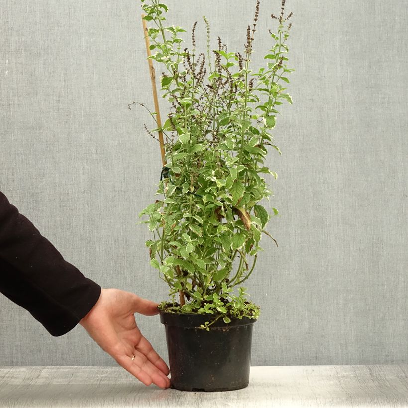 Example of Rundblättrige Minze Variegata - Mentha suaveolens Topf mit 2L/3L as you get in automne