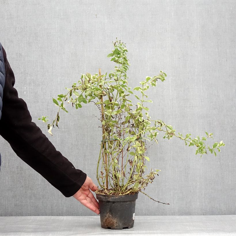 Exemplar von Rundblättrige Minze Variegata - Mentha suaveolens Topf mit 2L/3L wie im Winter geliefert