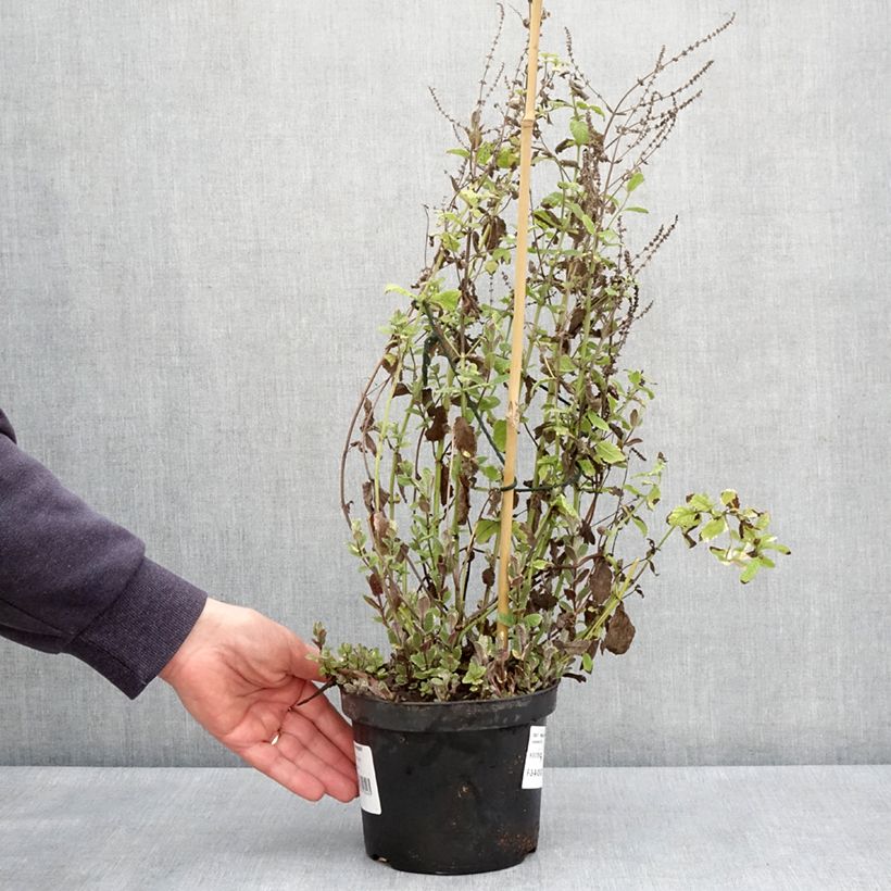 Exemplar von Rundblättrige Minze Variegata - Mentha suaveolens Topf mit 2L/3L wie im Frühjahr geliefert