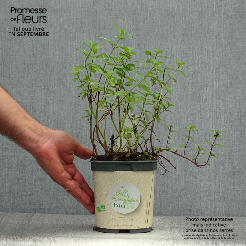 Example of Pfefferminze Bio - Mentha piperita Kleine Töpfe von 7/8 cm as you get in automne