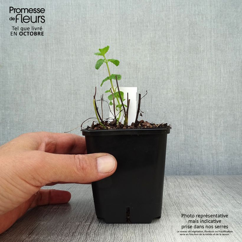 Example of Pfefferminze - Mentha piperita Kleine Töpfe von 8/9 cm as you get in automne