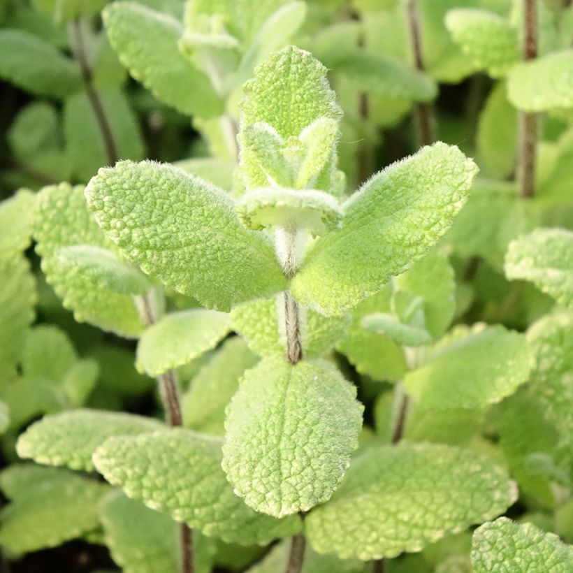 Rundblättrige Minze Applefruit - Mentha suaveolens (Foliage)