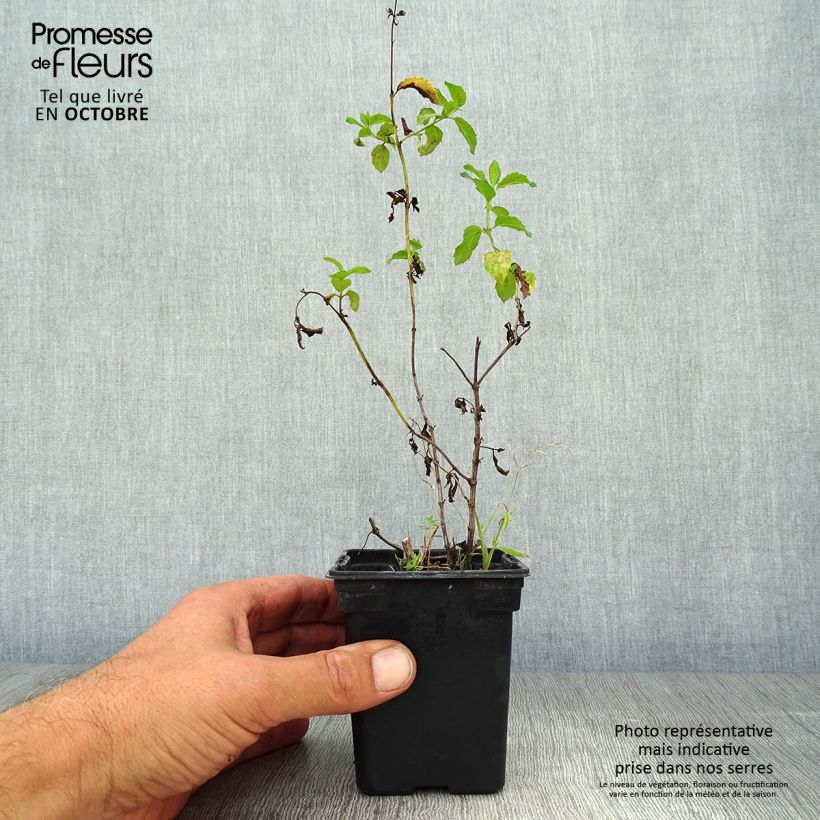 Example of Pfefferminze Réglisse - Mentha piperita Kleine Töpfe von 7/8 cm as you get in automne