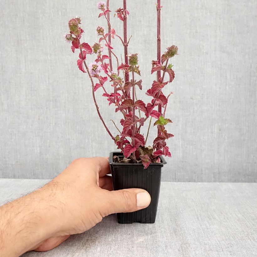 Exemplar von Rundblättrige Minze - Mentha suaveolens Kleine Töpfe von 8/9 cm wie im Herbst geliefert