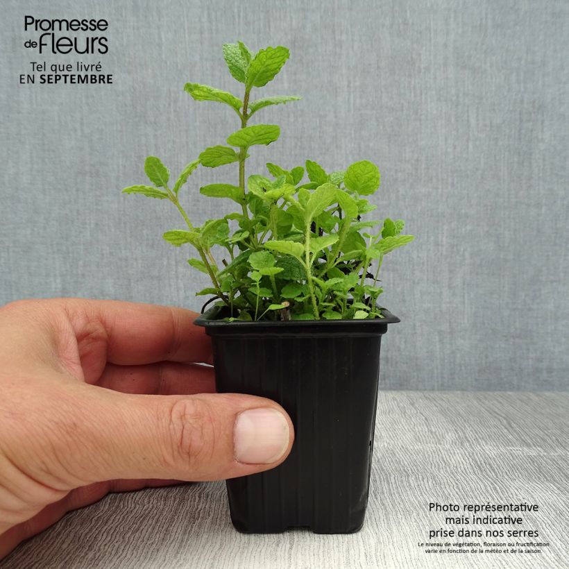 Example of Rundblättrige Minze - Mentha suaveolens Kleine Töpfe von 8/9 cm as you get in ete