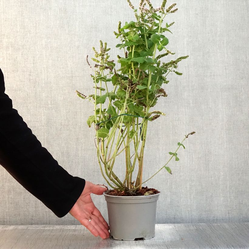 Example of Rundblättrige Minze - Mentha suaveolens Topf mit 2L/3L as you get in automne