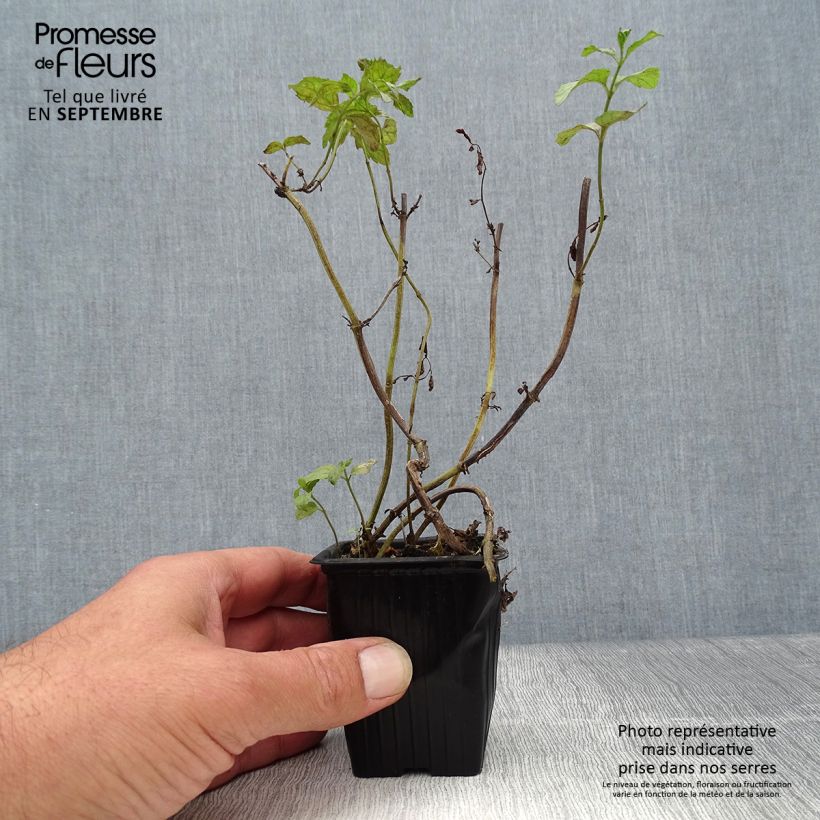 Example of Pfefferminze Swiss - Mentha piperita Kleine Töpfe von 8/9 cm as you get in automne
