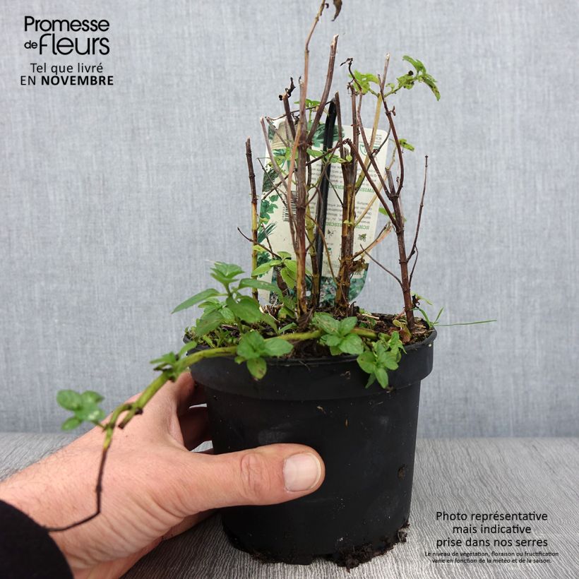 Example of Pfefferminze Swiss - Mentha piperita Topf mit 1,5L/2L as you get in automne