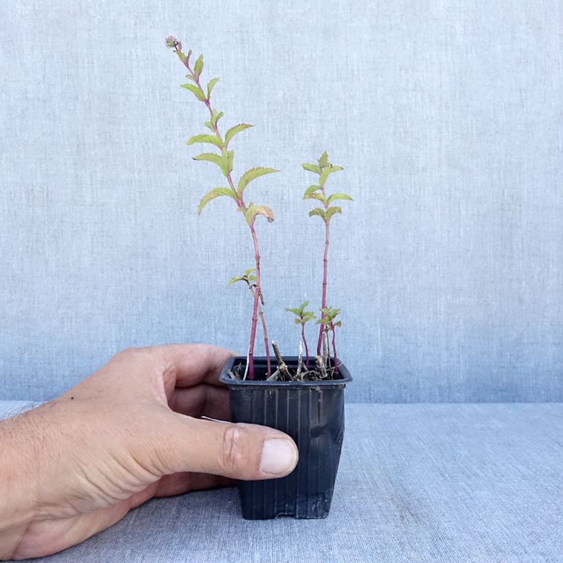 Example of Suriso-Minze - Mentha suriso Kleine Töpfe von 8/9 cm as you get in ete