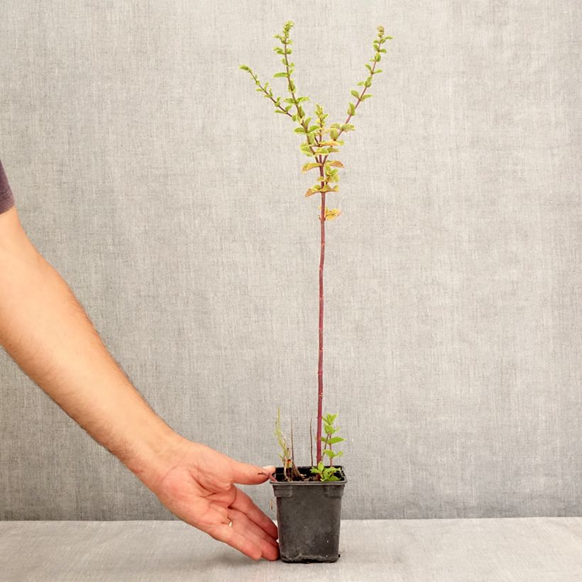 Example of Ähren-Minze Tashkent - Mentha spicata Kleine Töpfe von 8/9 cm as you get in ete
