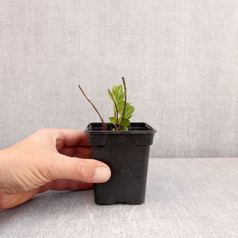 Exemplar von Ähren-Minze Tashkent - Mentha spicata Kleine Töpfe von 8/9 cm wie im Frühjahr geliefert