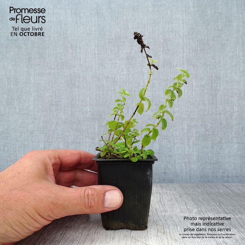 Example of Feigen Minze - Mentha tomentosa Kleine Töpfe von 8/9 cm as you get in automne