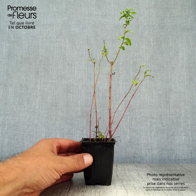 Example of Minze Tunisienne - Mentha Kleine Töpfe von 8/9 cm as you get in automne